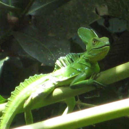 El Tucan Jungle Lodge Puerto Viejo de Talamanca Екстериор снимка