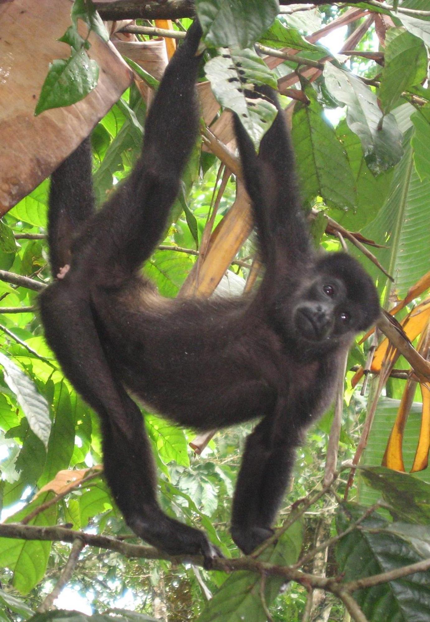 El Tucan Jungle Lodge Puerto Viejo de Talamanca Екстериор снимка