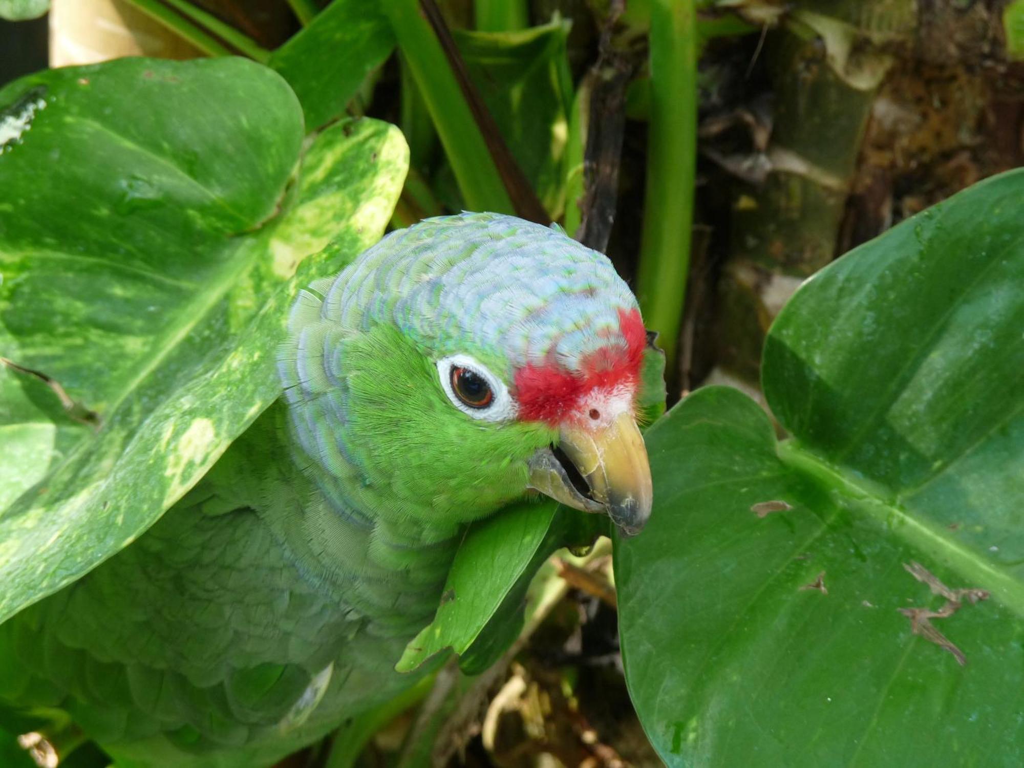 El Tucan Jungle Lodge Puerto Viejo de Talamanca Екстериор снимка