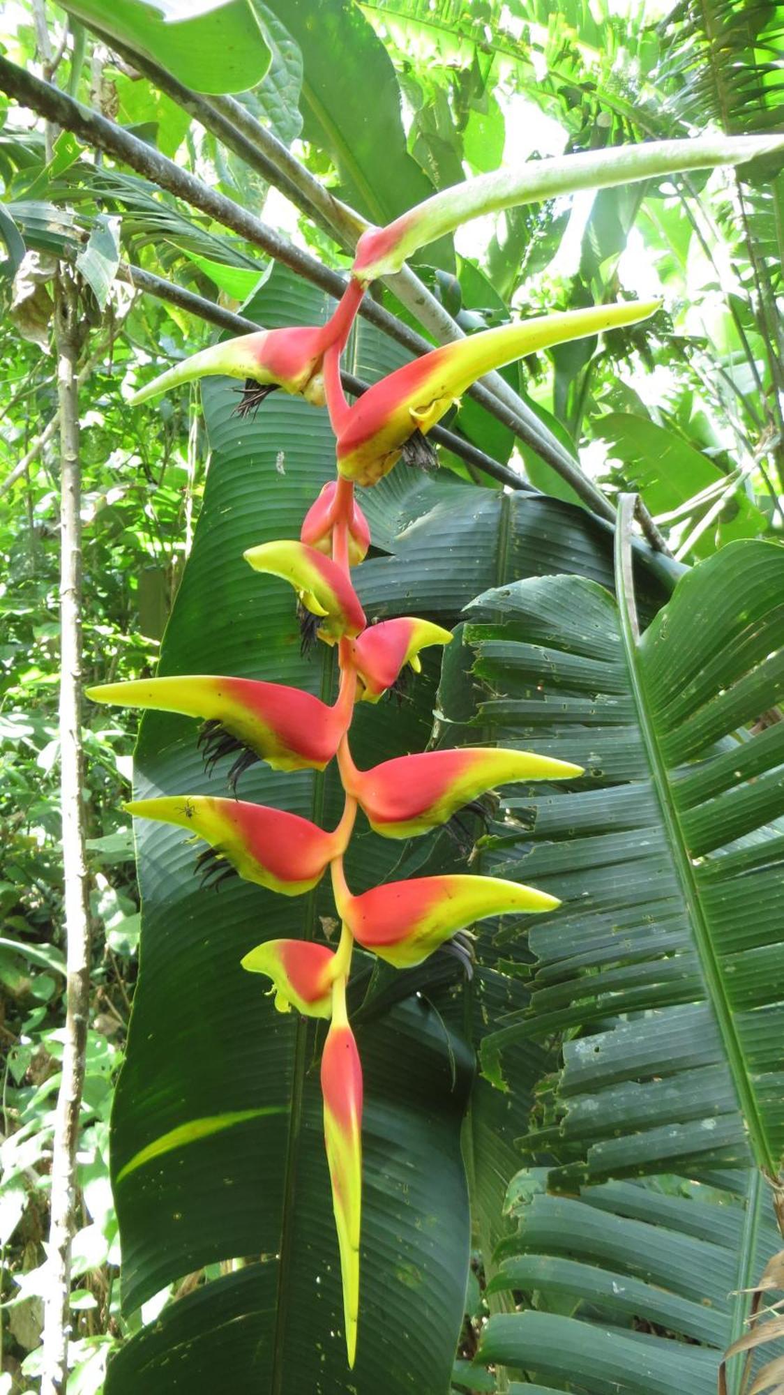 El Tucan Jungle Lodge Puerto Viejo de Talamanca Екстериор снимка
