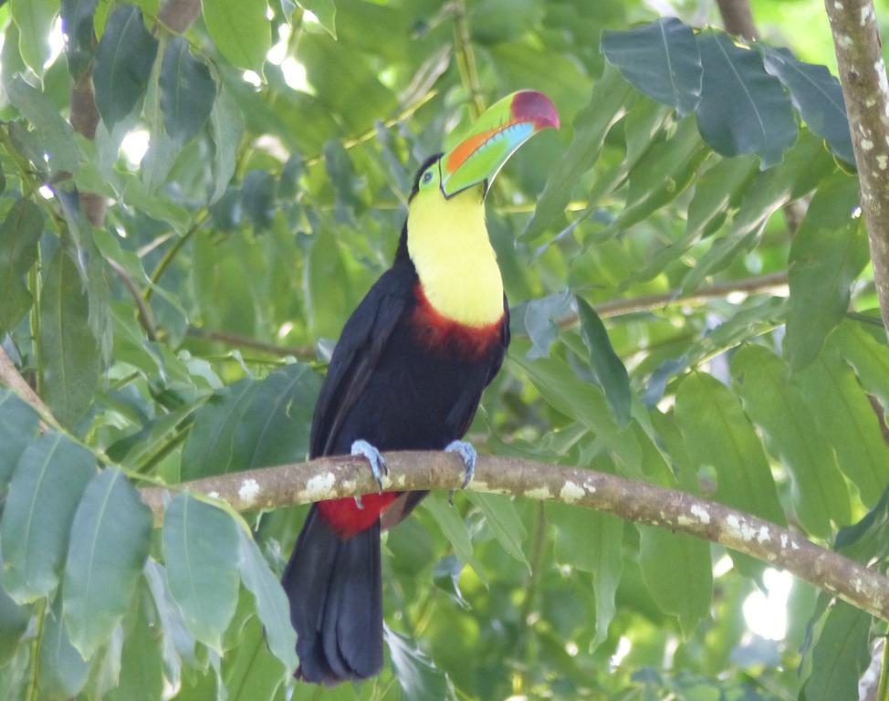 El Tucan Jungle Lodge Puerto Viejo de Talamanca Екстериор снимка